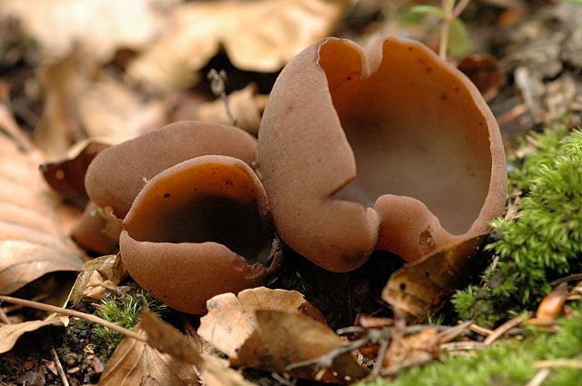 Photo of a Peziza, a large genus of saprophytic cup fungi grows on the ground surrounded by dry leaves and mosses.