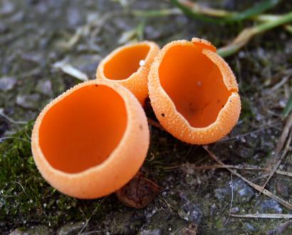 Photo of a color orange Peziza grows on the ground.
