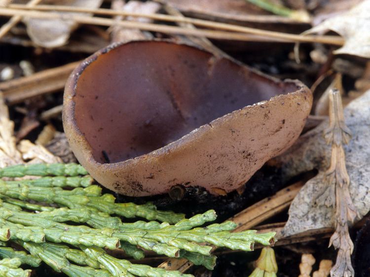 Photo of a big Peziza, a large genus of saprophytic cup fungi grows on the ground.