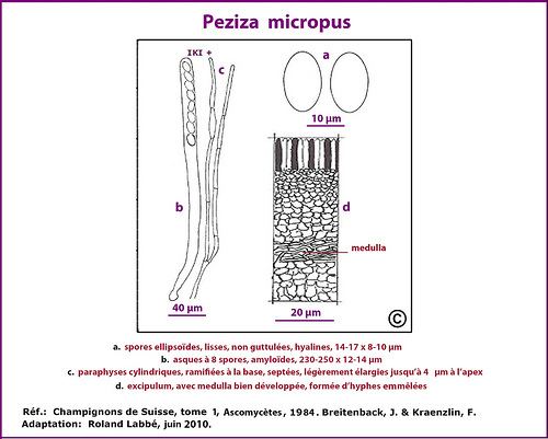 Peziza micropus Flickriver Searching for photos matching 39Peziza micropus39