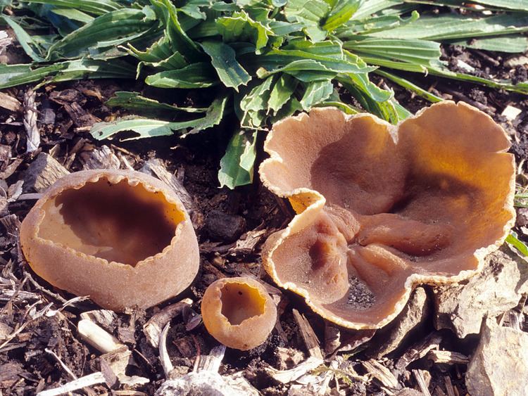 Peziza repanda California Fungi Peziza repanda