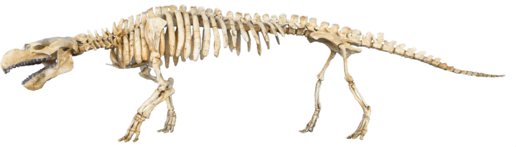 Pezosiren Pezosiren portelli by Triebold Paleontology Inc