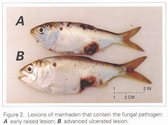 Pfiesteria Fish Health Fungal Infections and Pfiesteria The Role of the US