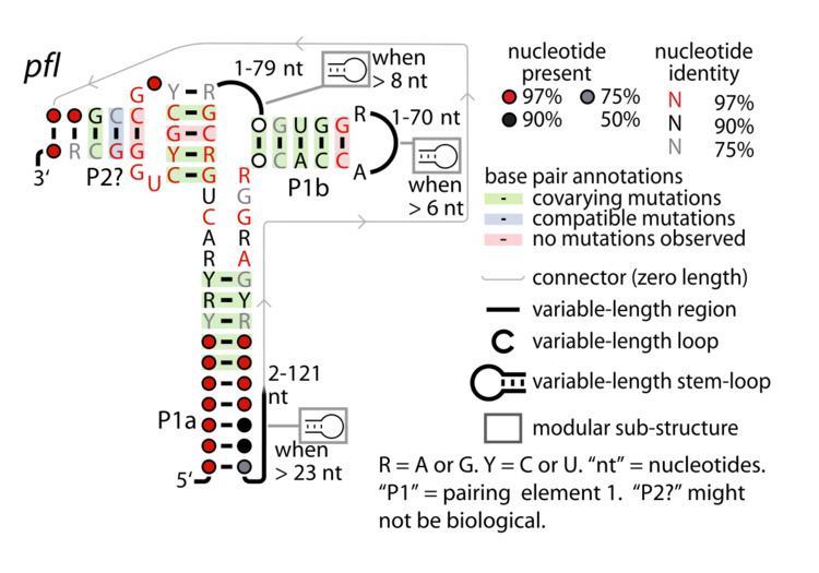 Pfl RNA motif