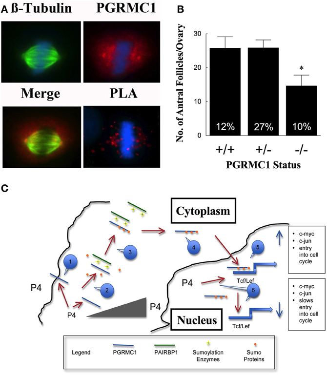 PGRMC1 Frontiers Progesterone receptor membrane component 1 and its role