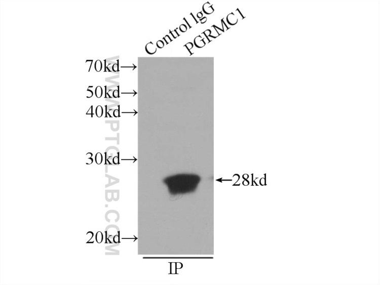 PGRMC1 PGRMC1 Antibody 129901AP Proteintech