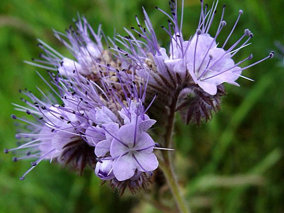 Phacelia Phacelia