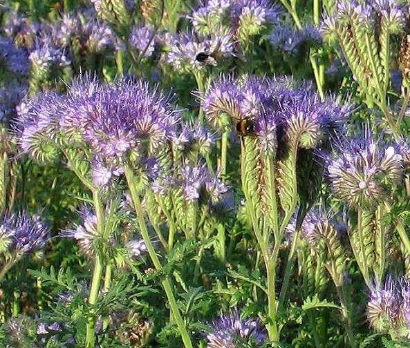 Phacelia Phacelia soort Wikiwand