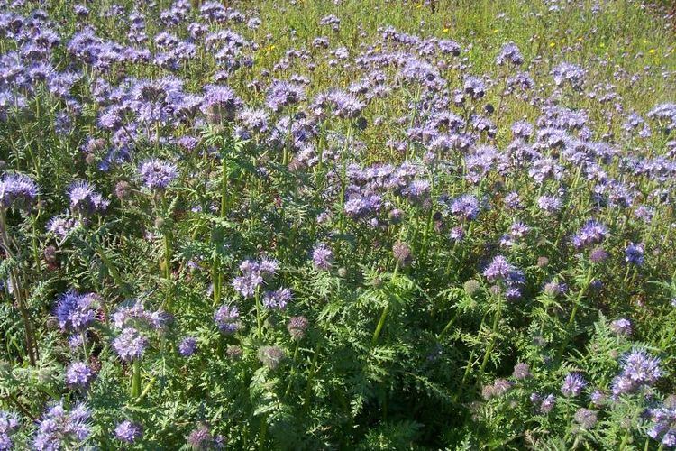 Phacelia CalPhotos