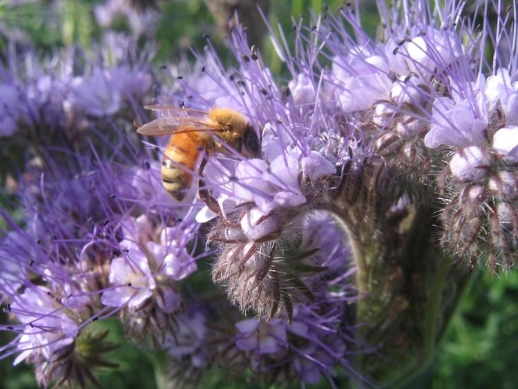 Phacelia Phacelia Higgledy Garden