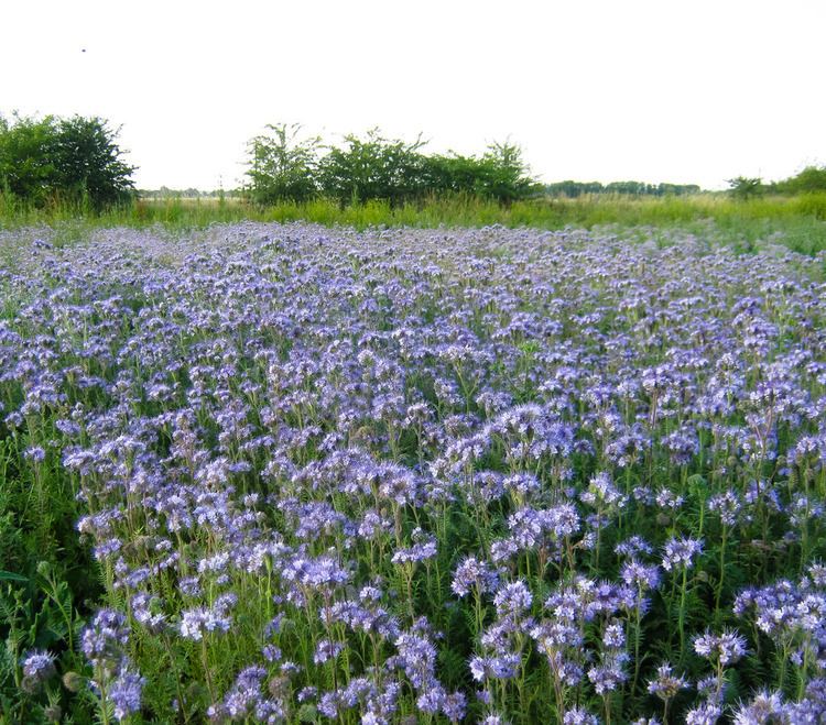 Phacelia Phacelia buzzing rosybee plants for bees