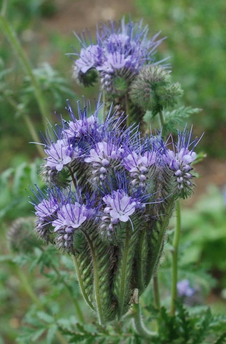 Phacelia Phacelia Phacelia tanacetifolia NatureSpot