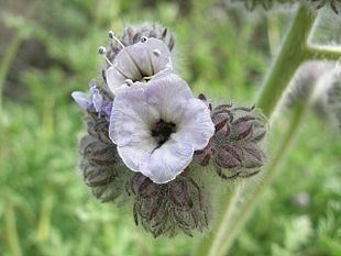 Phacelia cicutaria httpsuploadwikimediaorgwikipediacommonsthu