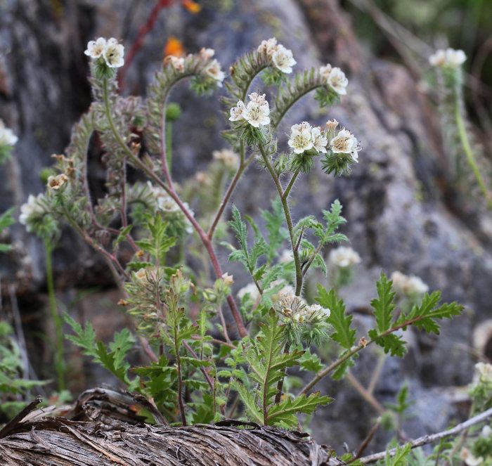 Phacelia cicutaria Yosemite Wildflowers Caterpillar Phacelia Phacelia cicutaria var