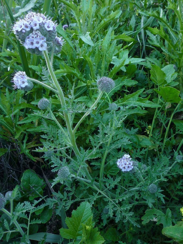 Phacelia cicutaria Phacelia cicutaria Wildflowers in Santa Barbara