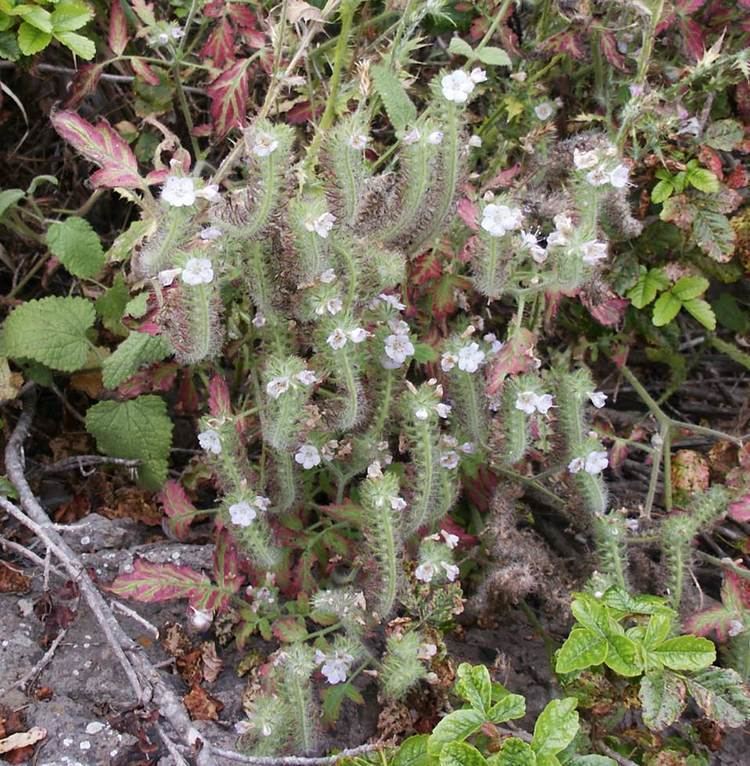 Phacelia cicutaria Caterpillar Phacelia Native Plants CSU Channel Islands