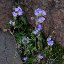 Phacelia distans SEINet Arizona Chapter Phacelia distans