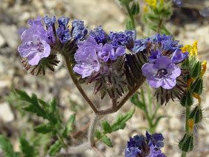 Phacelia distans Phacelia distans Distant Phacelia Wild Heliotrope Blue Phacelia