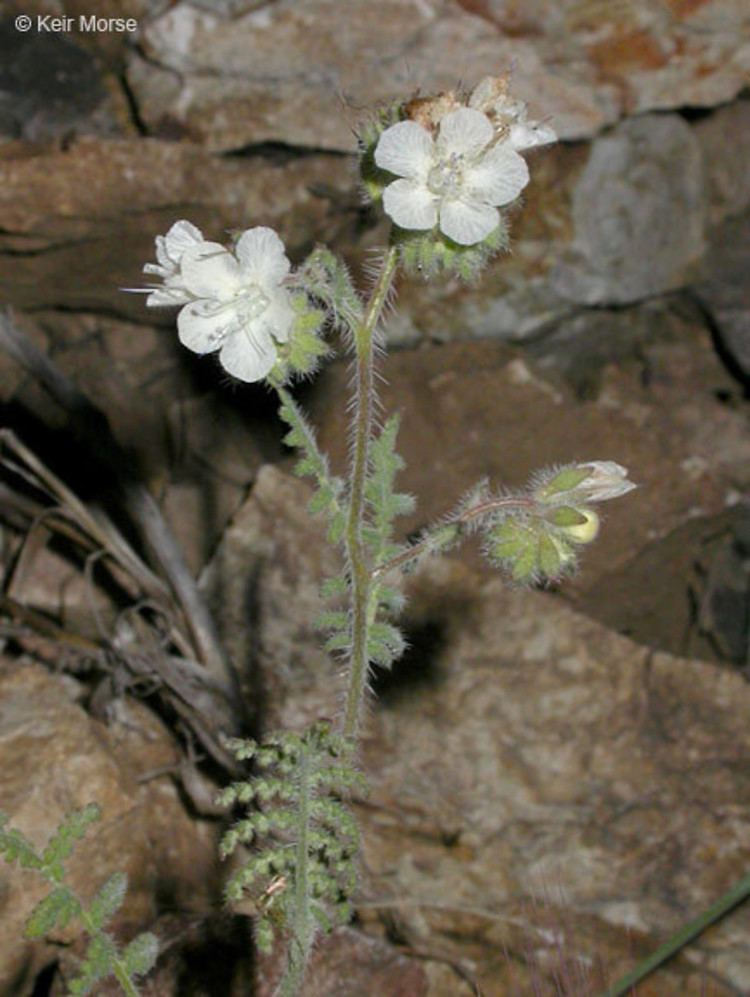 Phacelia distans Phacelia distans distant scorpionweed Go Botany