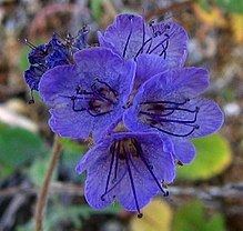 Phacelia distans httpsuploadwikimediaorgwikipediacommonsthu