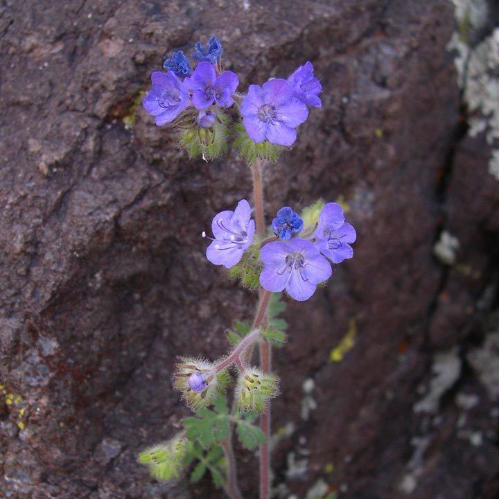 Phacelia distans SEINet Arizona Chapter Phacelia distans