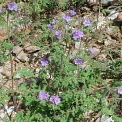 Phacelia distans SEINet Arizona Chapter Phacelia distans