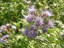 Phacelia httpsuploadwikimediaorgwikipediacommonsthu