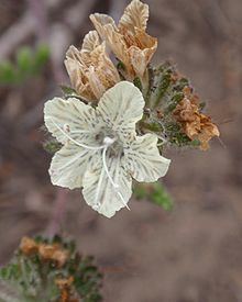 Phacelia malvifolia httpsuploadwikimediaorgwikipediacommonsthu