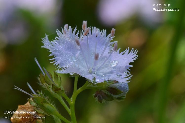 Phacelia purshii US Wildflower Miami Mist Purple Scorpionweed Phacelia purshii