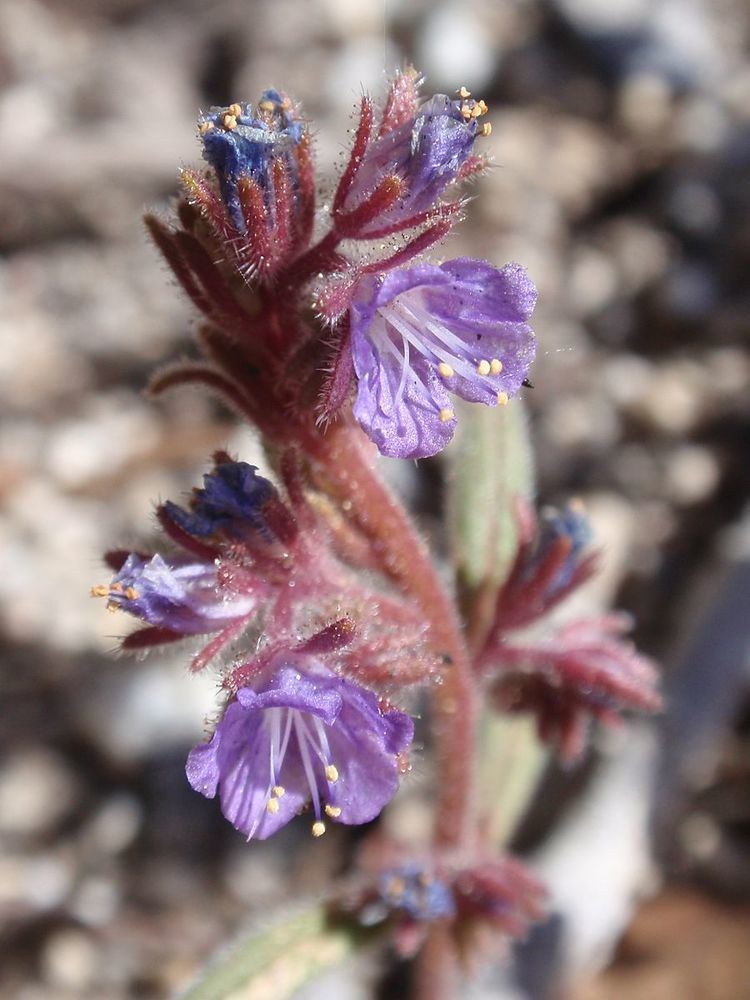 Phacelia quickii