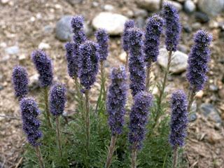 Phacelia sericea Phacelia sericea Silky phacelia NPIN