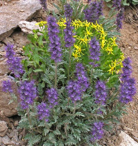 Phacelia sericea Southwest Colorado Wildflowers Phacelia sericea