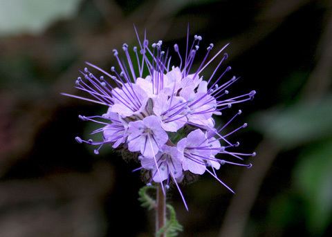 Phacelia tanacetifolia Tansy phacelia Phacelia tanacetifolia