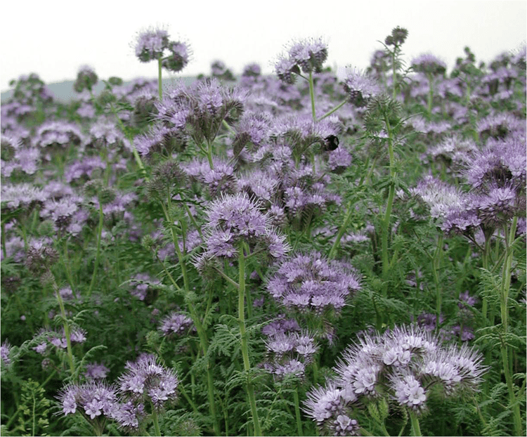 Phacelia tanacetifolia Phacelia tanacetifolia Seeds 50gms Chancton Seeds