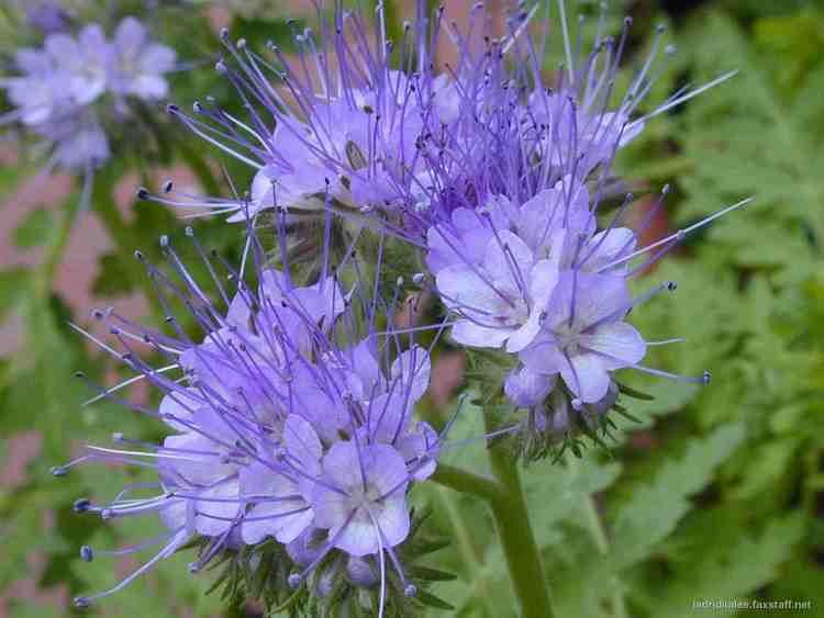 Phacelia tanacetifolia How To Grow Phacelia Tanacetifolia From Seed For Your Cut Flower