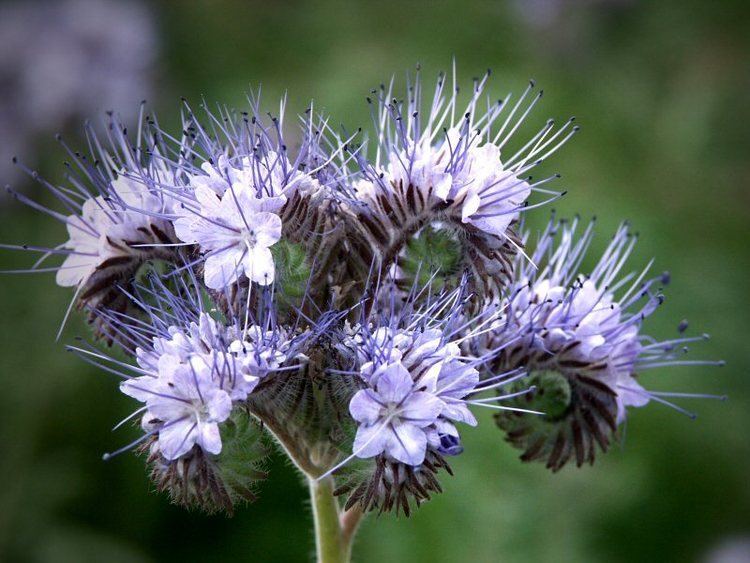 Phacelia tanacetifolia httpssmediacacheak0pinimgcomoriginals48