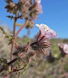 Phacelia vallis-mortae httpsuploadwikimediaorgwikipediacommonsthu