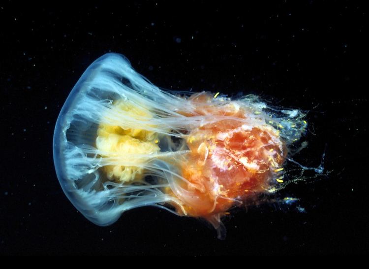 Phacellophora camtschatica CalPhotos Phacellophora camtschatica Eggyolk Jellyfish