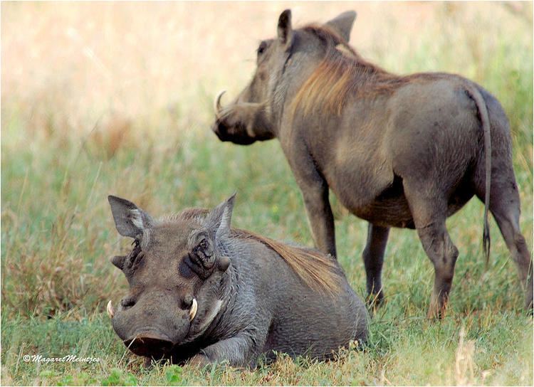 Phacochoerus Beauty In The Warthog Phacochoerus Aethiopicus Photograph by Judith