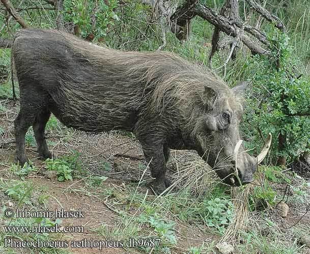 Phacochoerus Desert Warthog Phacochoerus aethiopicus