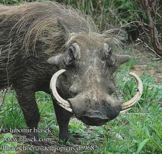 Phacochoerus Desert Warthog Phacochoerus aethiopicus