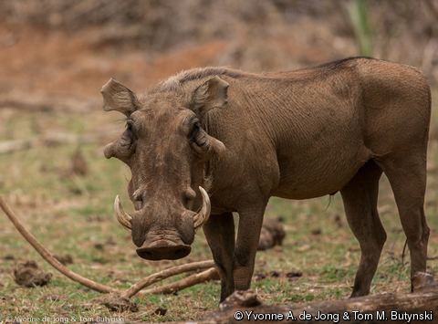 Phacochoerus Phacochoerus aethiopicus Cape Warthog Desert Warthog Somali Warthog