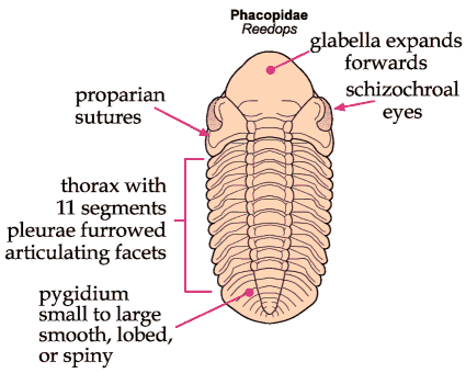 Phacopida Pictorial Guide to the Trilobite Order Phacopida