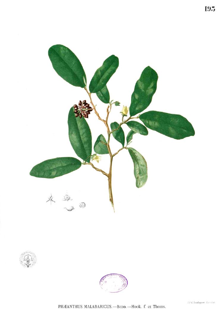 Phaeanthus malabaricus