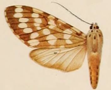 Phaegoptera fasciatus