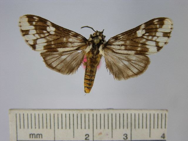 Phaegoptera sestia