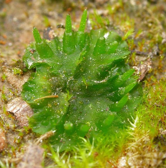 Phaeoceros Bryophytes Hornworts Phaeoceros cf carolinianus