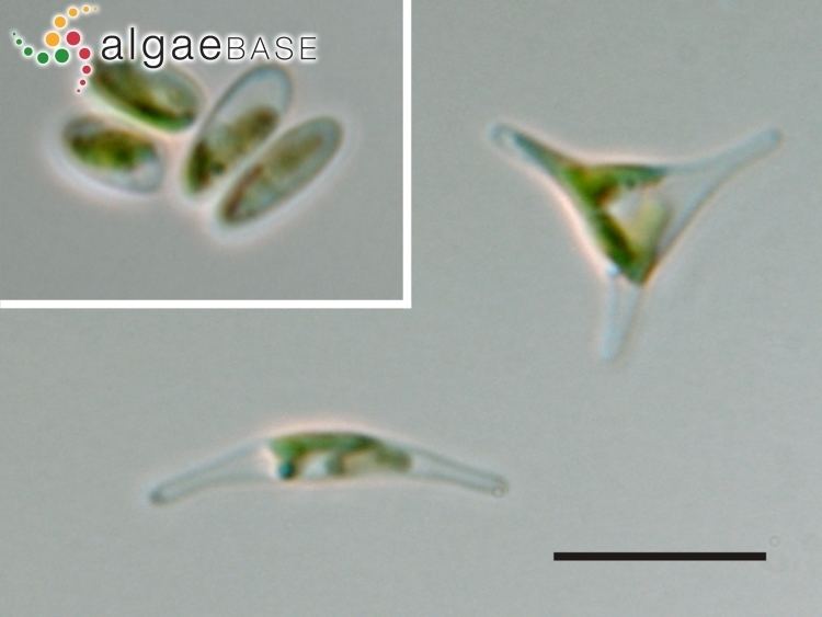 Phaeodactylum tricornutum Phaeodactylum tricornutum Bohlin Algaebase