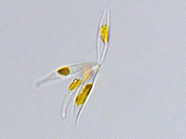 Phaeodactylum tricornutum Phaeodactylum tricornutum Bluegrow