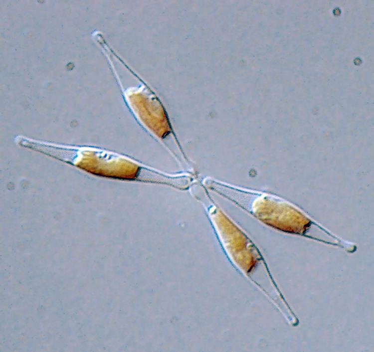 Phaeodactylum tricornutum httpsuploadwikimediaorgwikipediacommonsbb